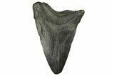 Juvenile Megalodon Tooth - South Carolina #258622-1